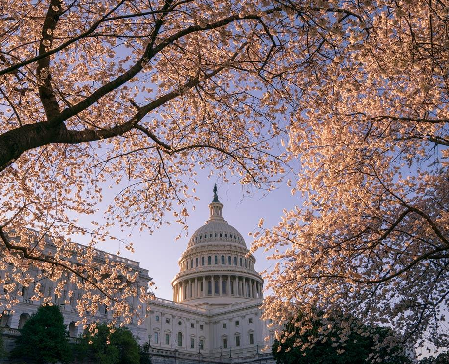 Half-day Cherry Blossom Tour of Washington